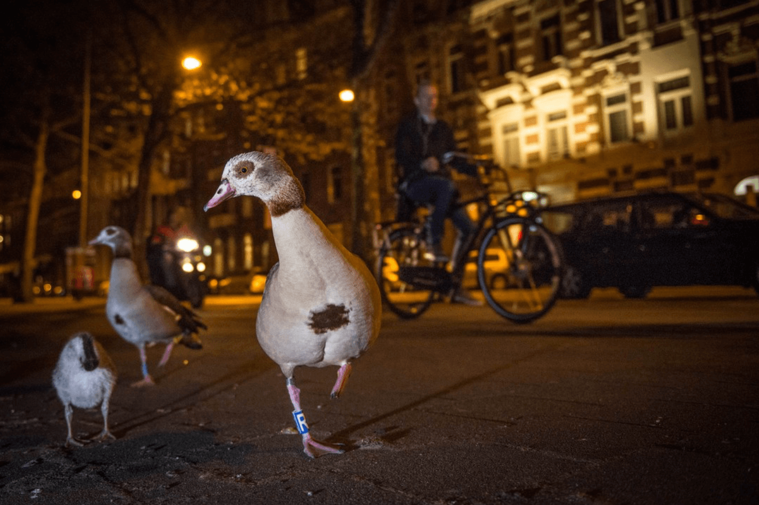 Goose walking on the street