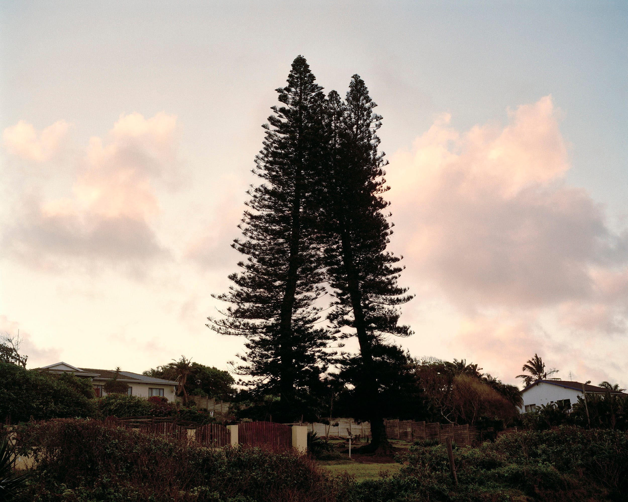 two trees leaning against eachother © Sarah Mei Herman