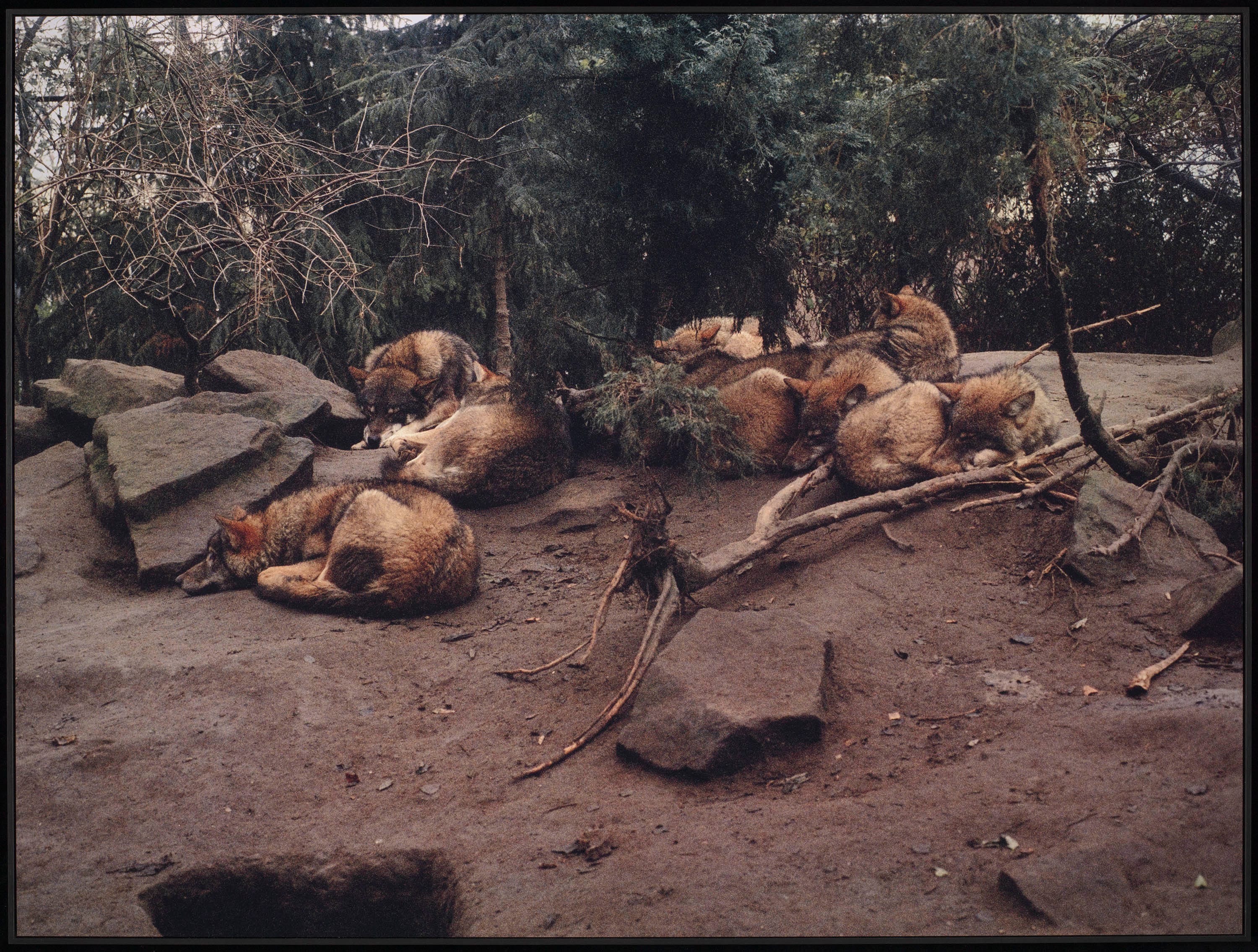 Een roedel wolven is aan het uitrusten onder een groep bomen in het bos.