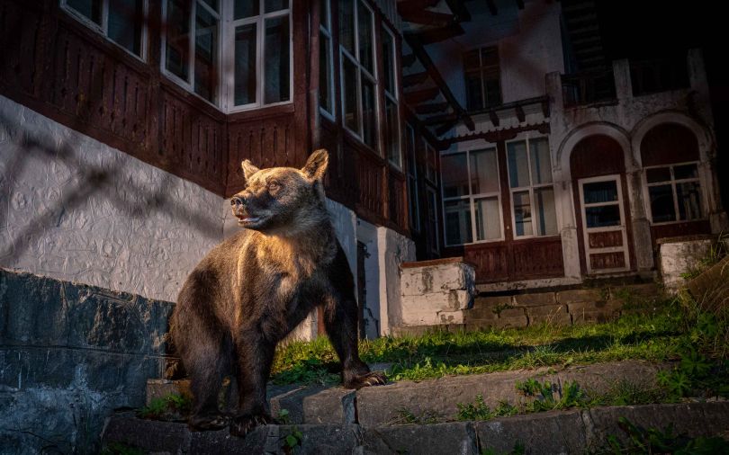 a bear on the steps of a house